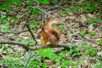Squirrel wild animal in forest outdoor. Wildlife of squirrel. Zoo