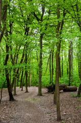 Spring nature forest. Nature in summer. Springtime season. Pathway or path in forest wood