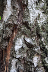 Bark of tree. Tree bark background. Nature background of texture tree trunk. Trunk texture, closeup