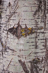 Bark of tree. Tree bark background. Nature background of texture tree trunk. Trunk texture. Birch tree