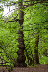 Tree. Spring nature forest. Nature in summer. Springtime season. Pathway or path in forest wood