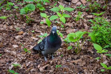 Pigeon or dove bird outdoor. Pigeon animal in wood. Dove bird in forest. Fauna and wildlife. Feathered bird grey color
