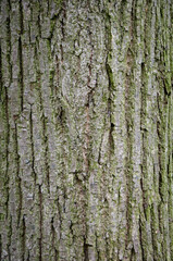 Obraz premium Bark of tree. Tree bark background. Nature background of texture tree trunk. Trunk texture. Linden
