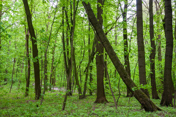 Fototapeta premium Spring nature forest. Nature in summer. Springtime season. Pathway or path in forest wood. Seasonal nature