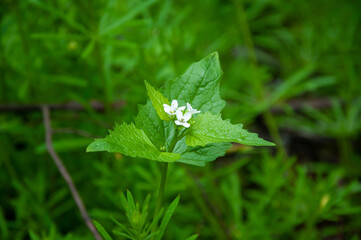 Alliaria flower plant in spring or summer nature outdoor, macro