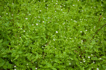 Obraz premium Chickweed green background. Green nature background of chickweed flower bloom. Summer or spring flowering grass. Green grassy background. Grass plant