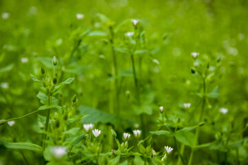 Chickweed green background. Green nature background of chickweed flower bloom. Summer or spring flowering grass. Green grassy background. Foliage