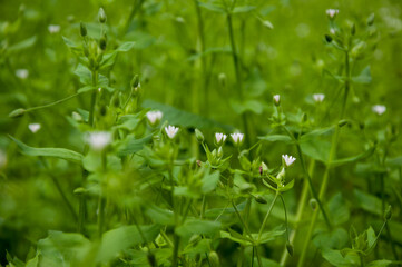 Chickweed green background. Green nature background of chickweed flower bloom. Summer or spring flowering grass. Green grassy background. Macro