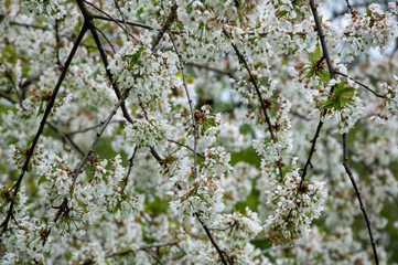 Spring blooming flower. Spring nature blossom. Springtime apricot bloom. Flower blossom in spring. Floral background