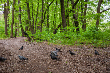 Pigeon or dove bird outdoor. Pigeon animal in wood. Dove bird in forest. Fauna and wildlife. Feathered bird in the forest