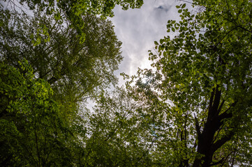 Spring nature forest. Nature in summer. Springtime season. Pathway or path in forest wood. Sky view