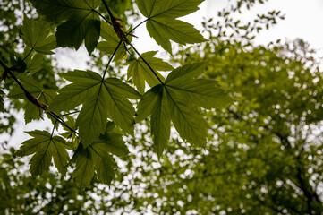 Spring nature forest. Nature in summer. Springtime season. Pathway or path in forest wood. Tree leaves