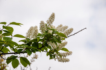 Spring blooming flower. Spring nature blossom. Springtime apricot bloom. Flower blossom in spring