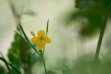 Yellow wildflower.