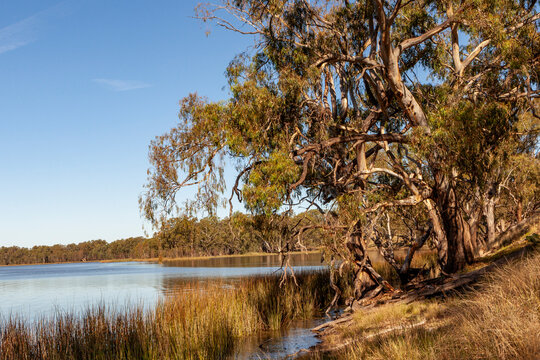 River red gum trees (Eucalyptus camaldulensis) at  Lake Moodemere, Victoria, Australia