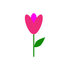 pink tulip with a heart