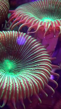 Green White Striped Polyp  (Zoanthus sp.), Colorful button corals swaying under the sea water, USA