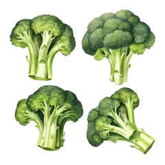 Watercolor hand drawn broccoli set collection in watercolor style. green broccoli Isolated on white background