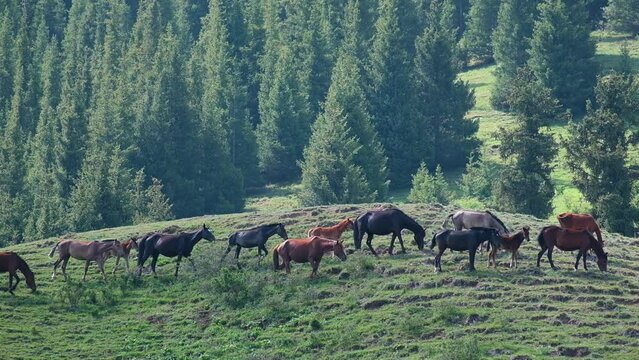 A herd of horses grazes on beautiful meadows near mountains in Kazakhstan in spring