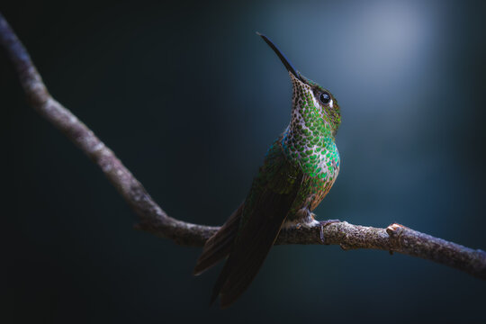 Colibr&iacute; Ave Fondo Azul Naturaleza