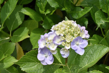 薄紫のアジサイ