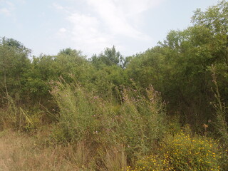 Fototapeta premium Strandzha Nature Park (Burgas Province, Republic of Bulgaria)
