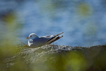 Common gull or sea mew (Larus canus) sitting on a nest on rock.