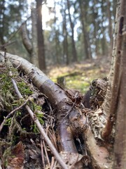 trunk of a tree in the forest