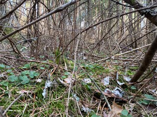 Grass and branches in the forest