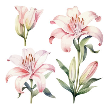 Watercolor Pinky lily with color splash around, Lily painting collection, isolated on white background, bouquet of lilies, lily set