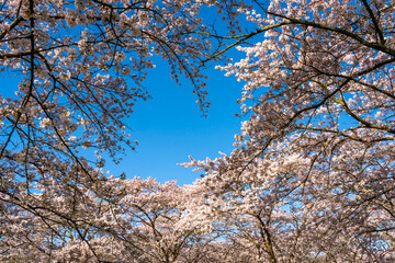 Branches of beautiful cherry  blossom trees overlapping with blue sky, sakura trees in the springtime