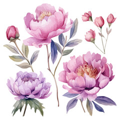 set illustration of pink peonies in watercolor paint isolated on white background, pink peony and blossom, watercolor pink 