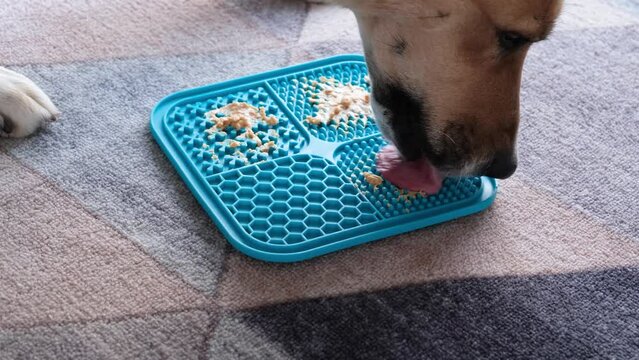 cute dog using lick mat for eating food slowly. snack mat, licking mat for cats and dogs