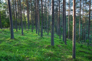 Türaufkleber trees in the forest © Christian