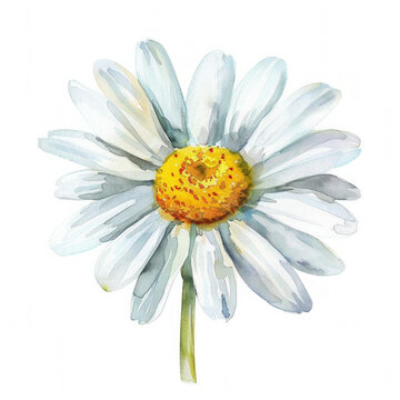 Watercolor illustration of a single daisy flower with a white background, ideal for spring-themed designs and botanical concepts with space for text
