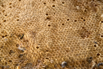 View of the honeycombs on sale in the market
