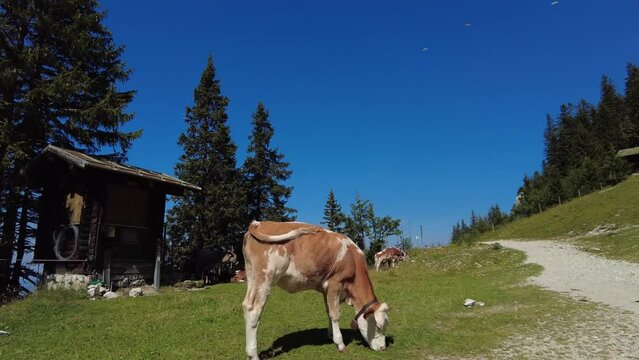 Vaches Jersey dans un pr&eacute; en montagne en Suisse