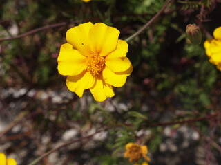 Strandzha Nature Park (Burgas Province, Republic of Bulgaria)