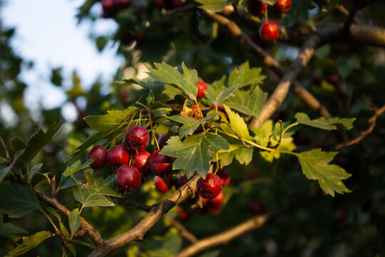 Crataegus tree berries with sunlight