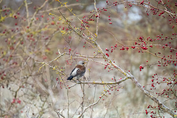 a fieldfare (Turdus pilaris) perched high in winter bushes