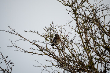 a fieldfare (Turdus pilaris) perched high in winter bushes