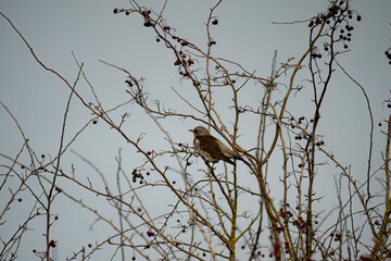 a fieldfare (Turdus pilaris) perched high in winter bushes