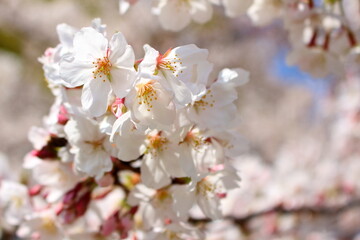 Fototapeta premium 美しい満開の桜