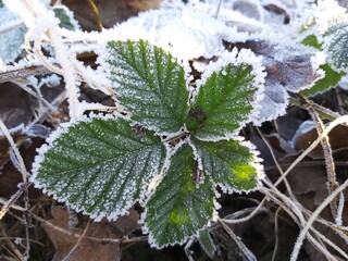 Blackberry leaf covered with frost in winter.