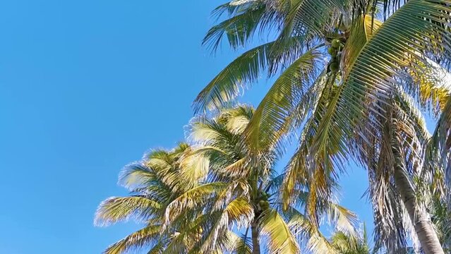 Tropical natural palm trees coconuts blue sky in Mexico.