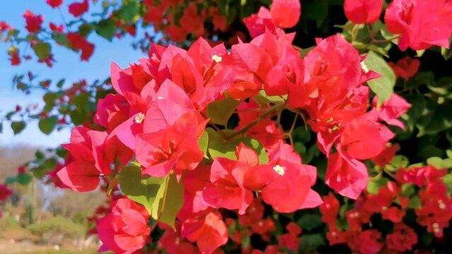 Bougainvillea pink red flowers blossoms in Puerto Escondido Mexico.