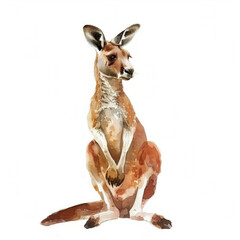 Fototapeta premium Watercolor illustration of an adult kangaroo on a plain white background with ample space for text, suitable for educational and wildlife-themed designs