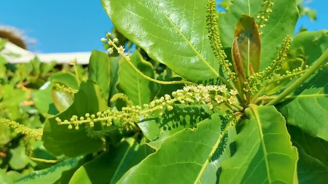Tropical tree Terminalia catappa sea almond nuts seeds leaves Mexico.
