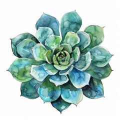 Watercolor painting of a succulent plant, Echeveria, isolated on white background, ideal for botanical illustrations and garden-themed design elements with space for text