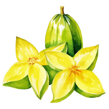 Watercolor Star fruit Illustration isolated on white background, vector starfruit illustration, slice and whole carambola